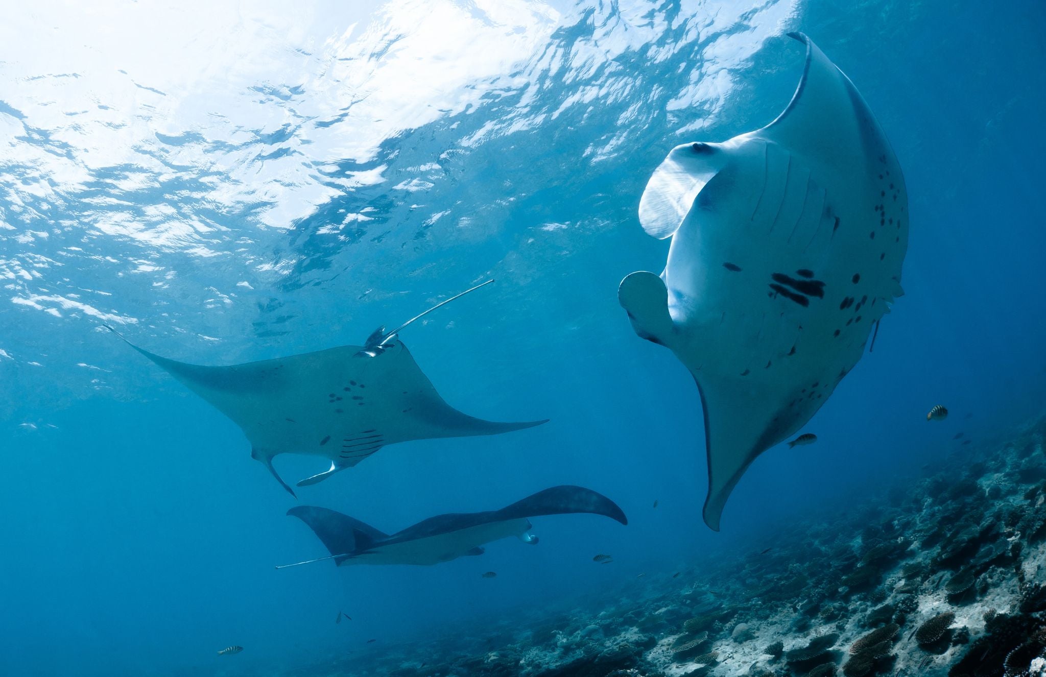 Part 1 - The 5 “Constipating” Habits that hold us back in life!