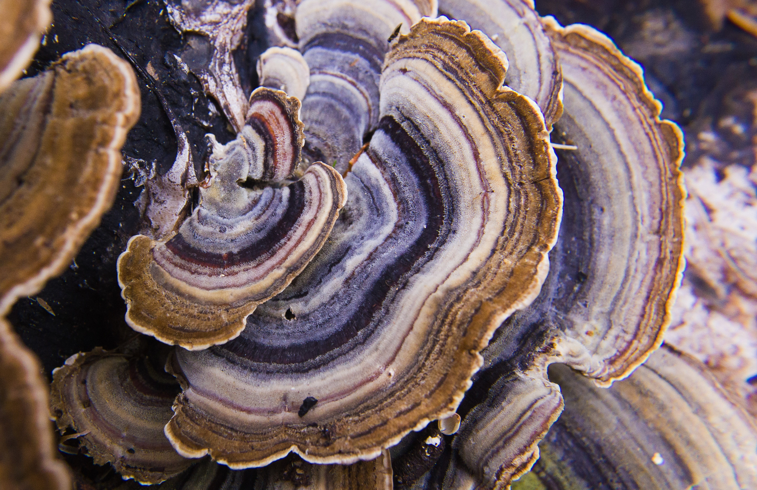 Turkey Tail Mushroom and Gut Health